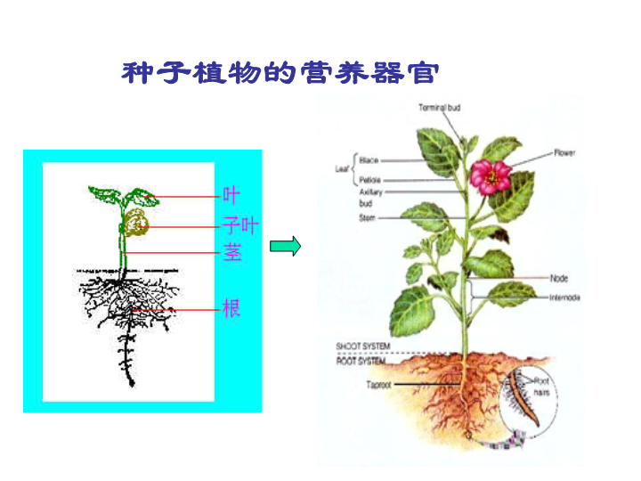 【人教版】科学六年级上册：1.1《植物的器官和营养》ppt课件（1）