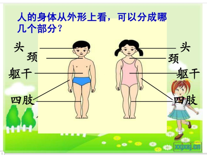 【人教版】科学六年级上册：2.6《人体机器》ppt课件（2）