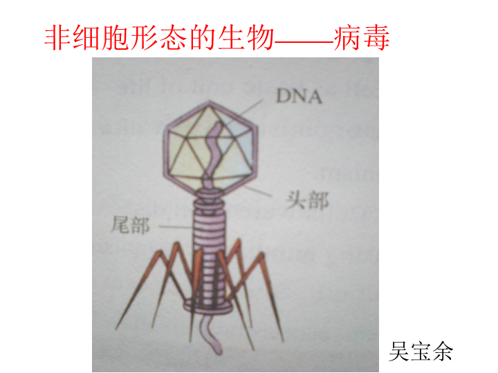 【沪科版】高中生命科学第一册：3.3《非细胞形态的生物-病毒》课件3