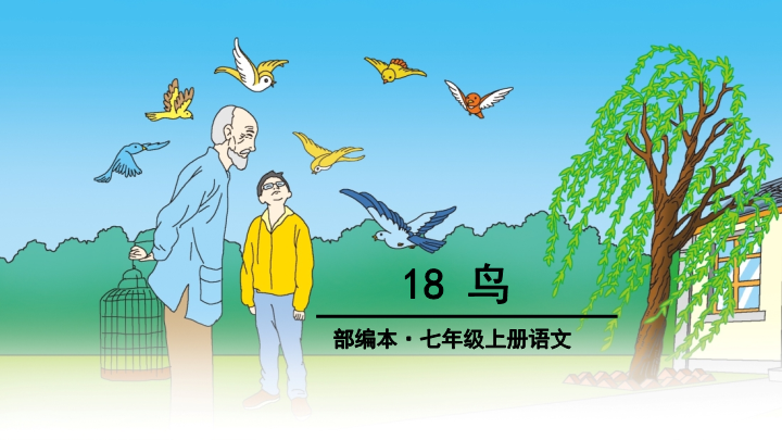 七年级18、鸟课件