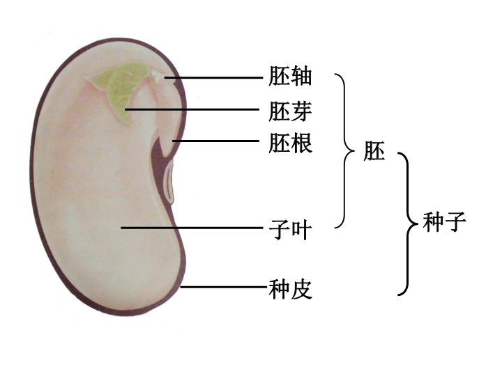 七年级3.2.1种子的萌发生物公开课