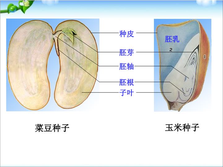 七年级生物3.2.1种子的萌发上课下载