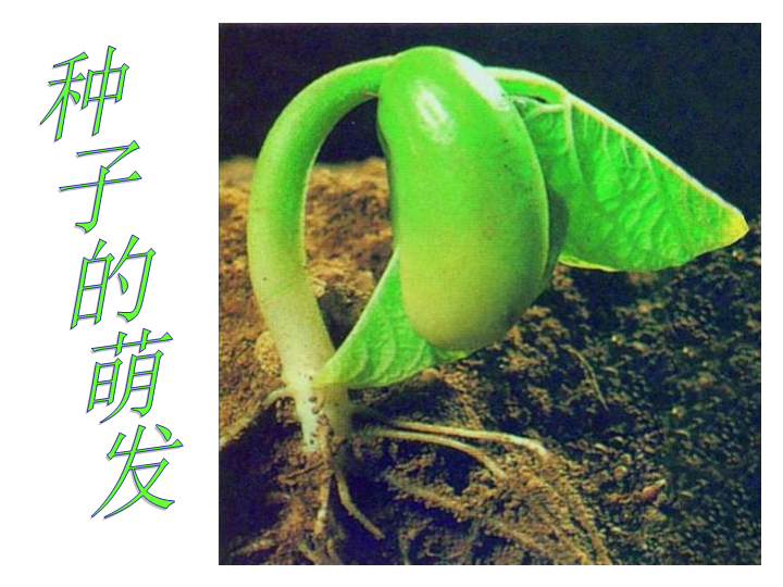 七年级生物3.2.1种子的萌发教研课