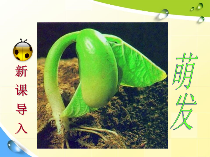 七年级生物3.2.1种子的萌发精品