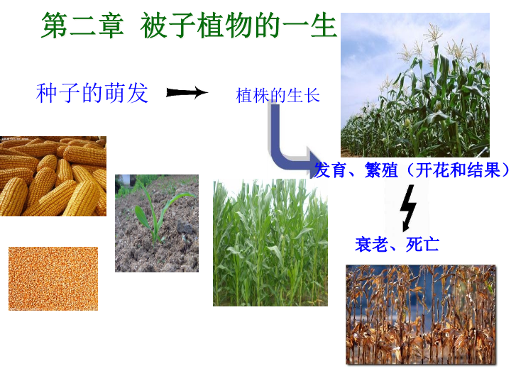 七年级生物3.2.1种子的萌发优秀获奖