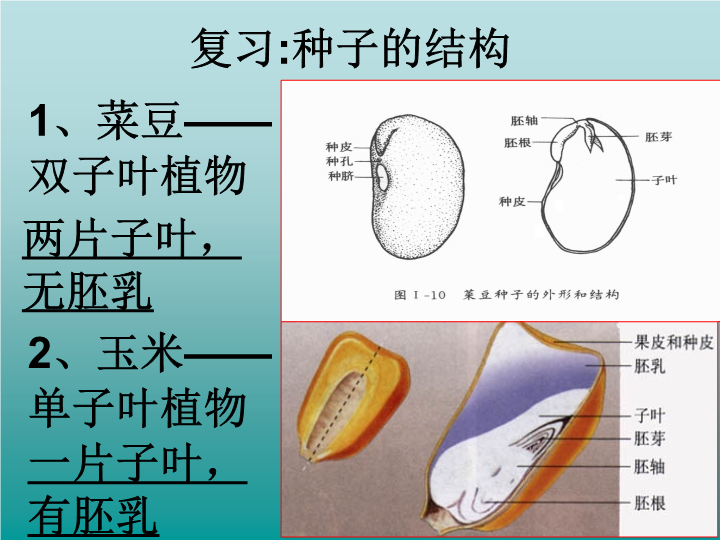 七年级生物3.2.1种子的萌发优质课ppt课件下载