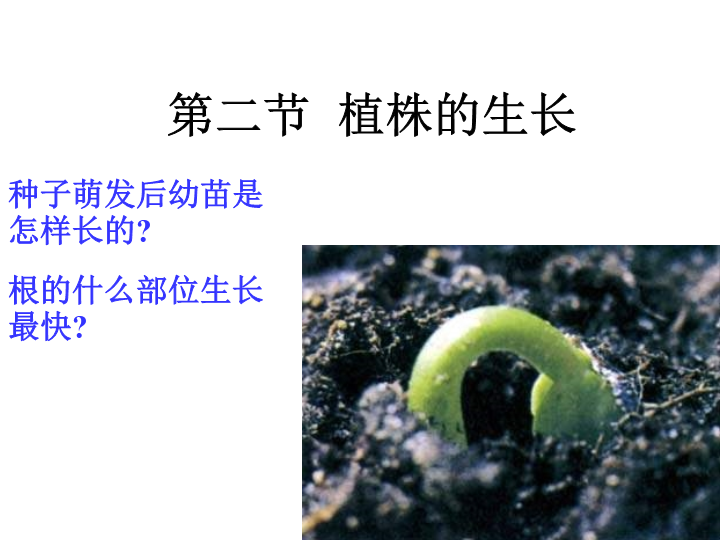 七年级3.2.2植株的生长PPT教学自制课件(生物)