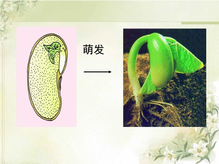 七年级生物3.2.2植株的生长ppt教学课件