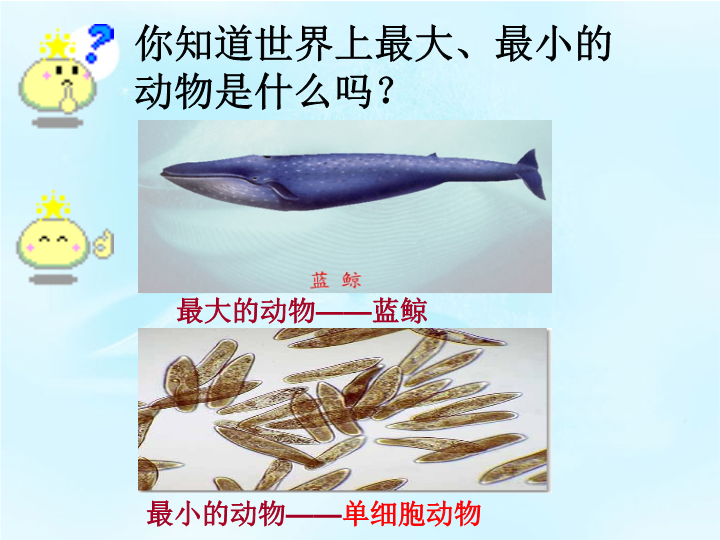 七年级2.2.4单细胞生物生物公开课