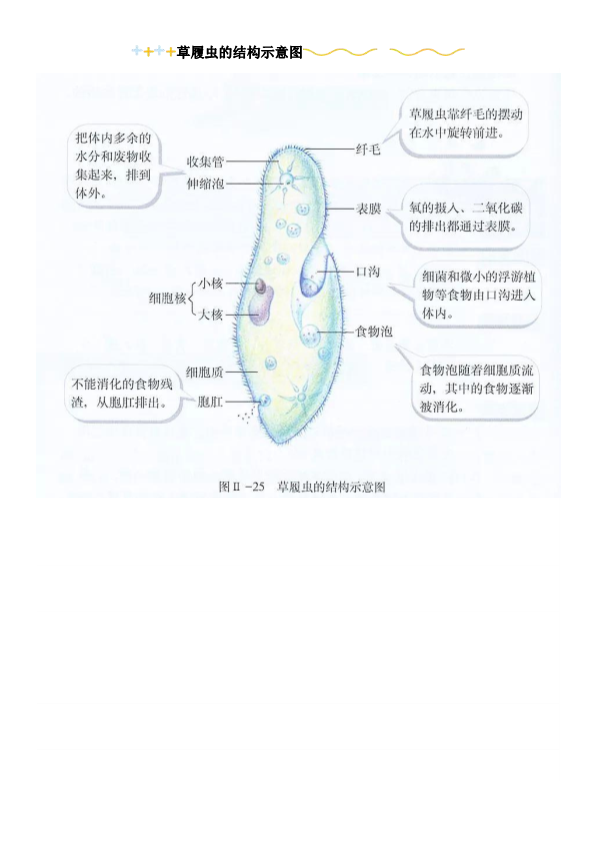 【初中生物】2022年知识点超全归纳总结，预习复习都用的上！