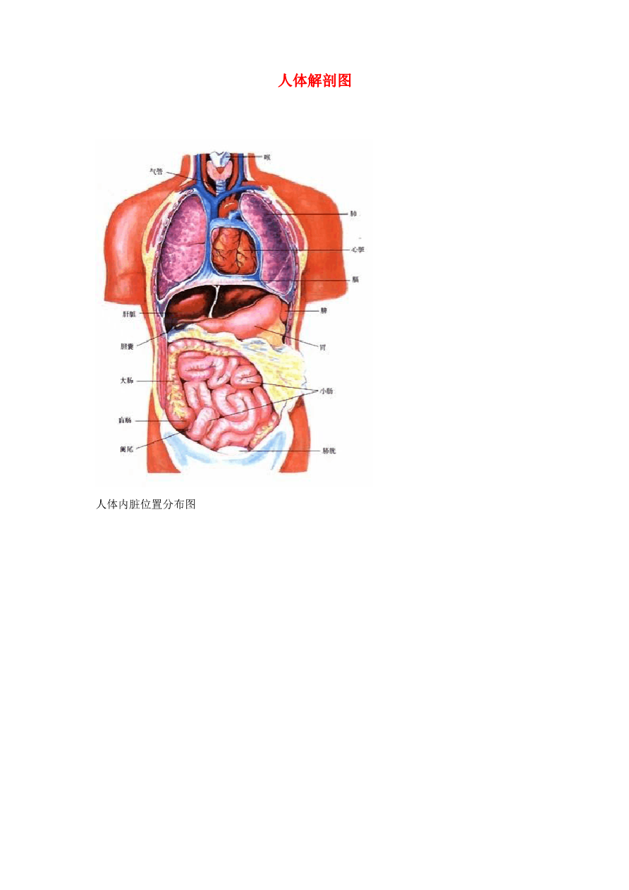 中考生物  人体解剖图