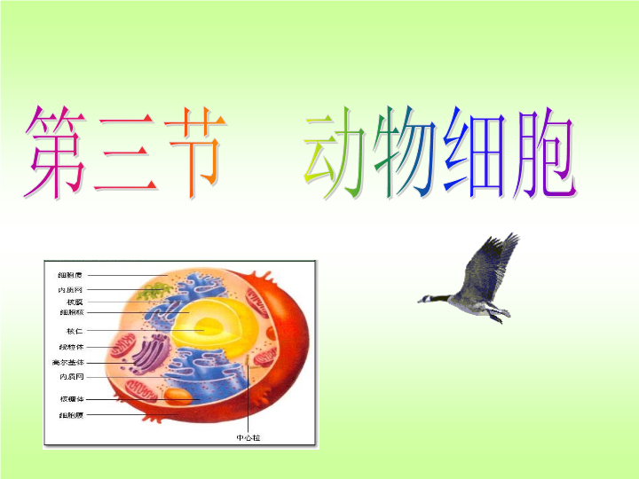 七年级生物上册2.1.3动物细胞优秀获奖