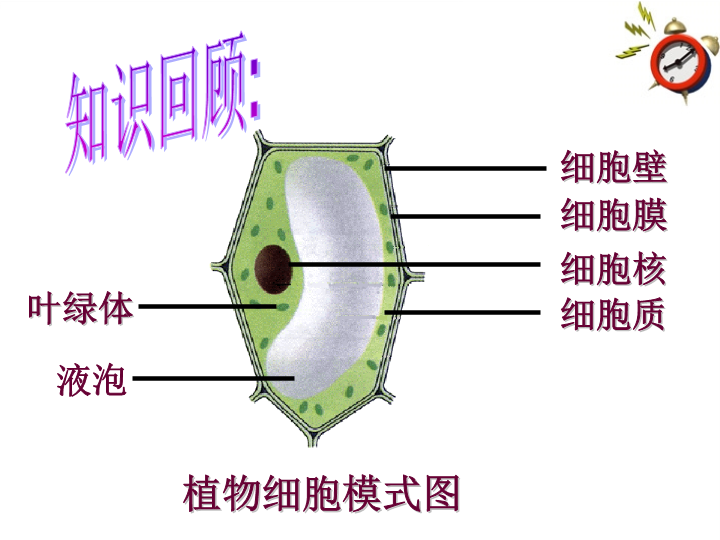 七年级生物上册2.1.4细胞的生活上课下载