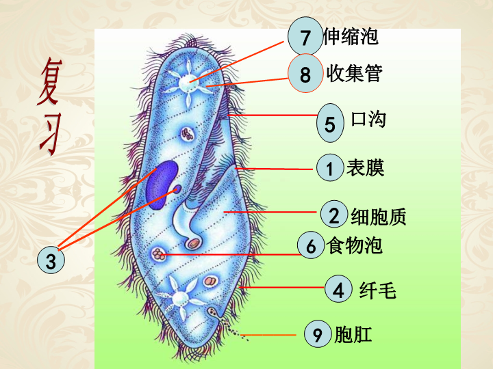 七年级生物上册3.1.1藻类苔藓和蕨类植物教研课