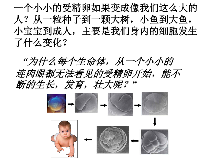 七年级生物上册2.2.1细胞通过分裂产生新细胞ppt。课件（）