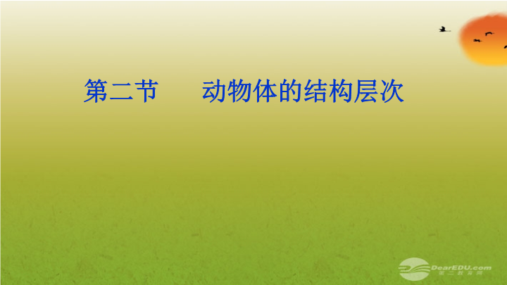 七年级生物上册2.2.2动物体的结构层次1课ppt课件下载