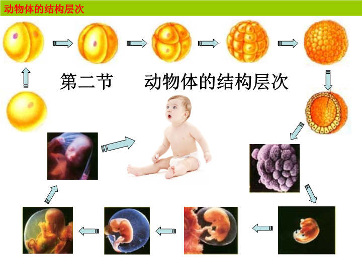 七年级生物上册2.2.2动物体的结构层次PPT教学自制课件(生物)