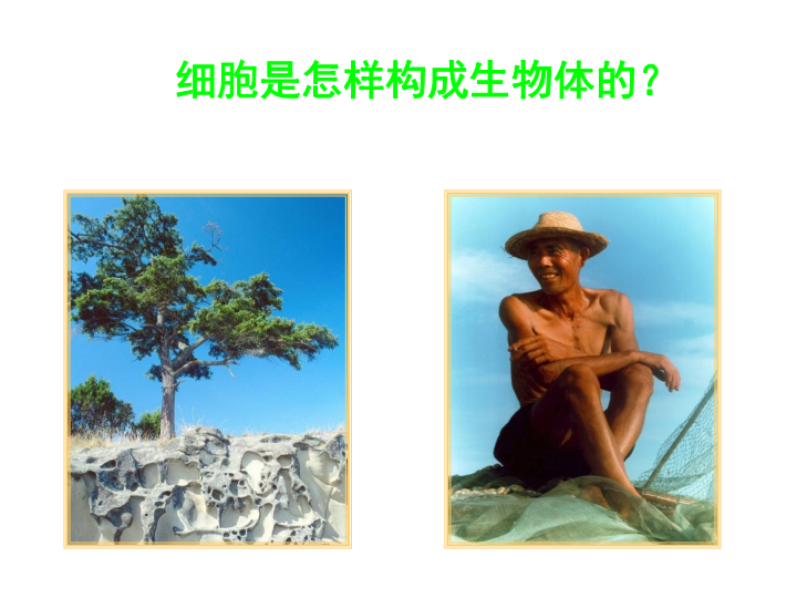 七年级生物上册2.2.3植物体的结构层次ppt。教学课件