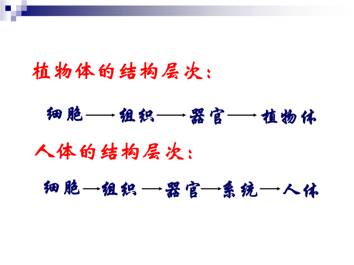 七年级生物上册教研课ppt2.2.4单细胞生物课件